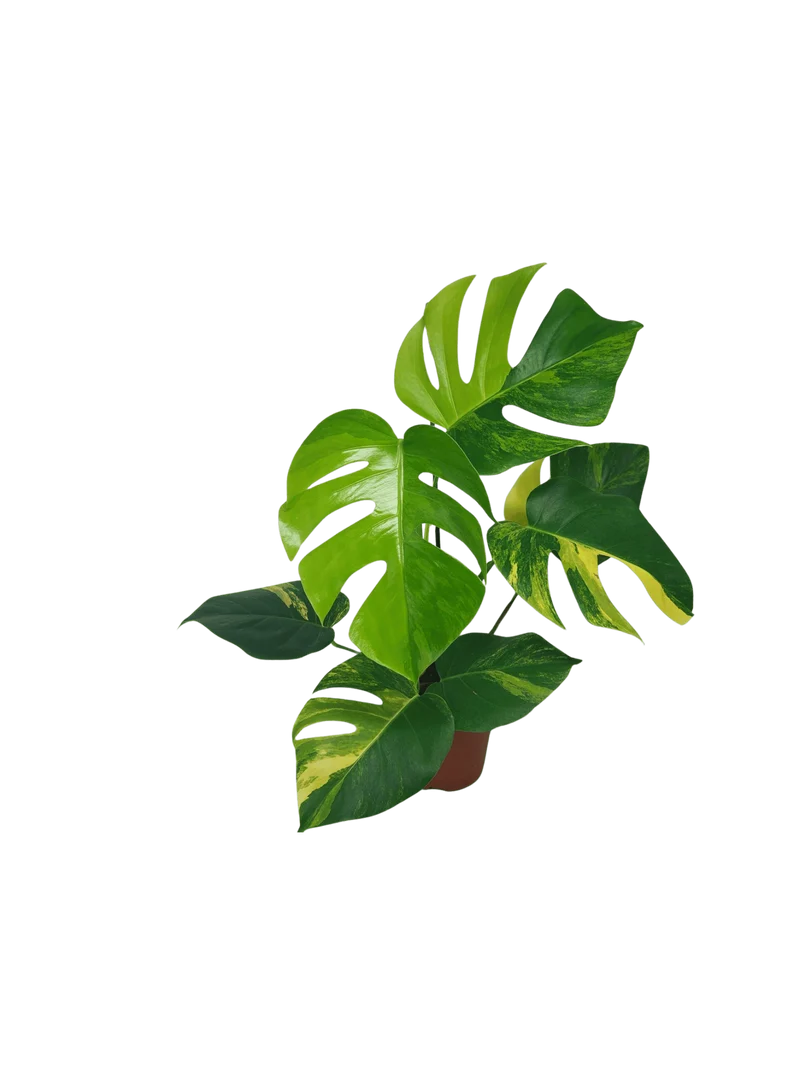 Monstera Aurea