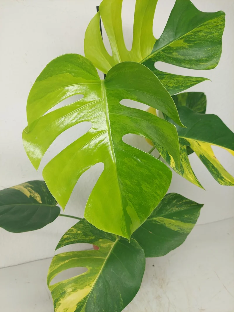 Monstera Aurea