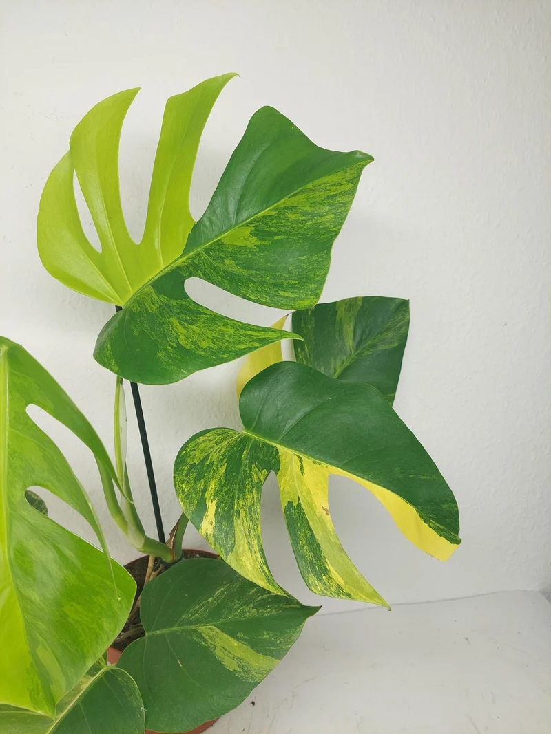 Monstera Aurea