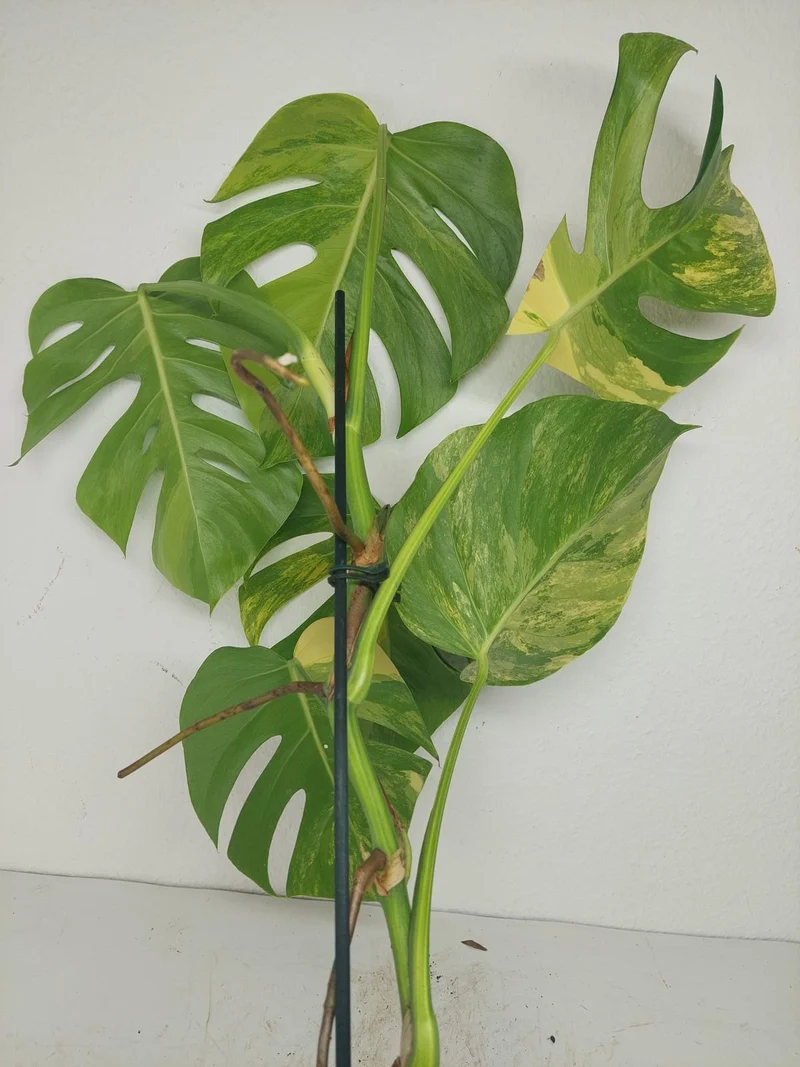 Monstera Aurea