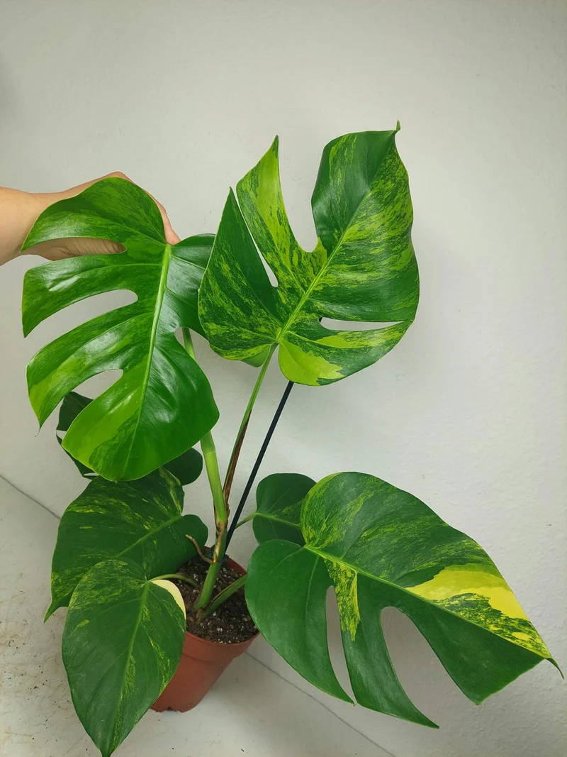 Monstera Aurea