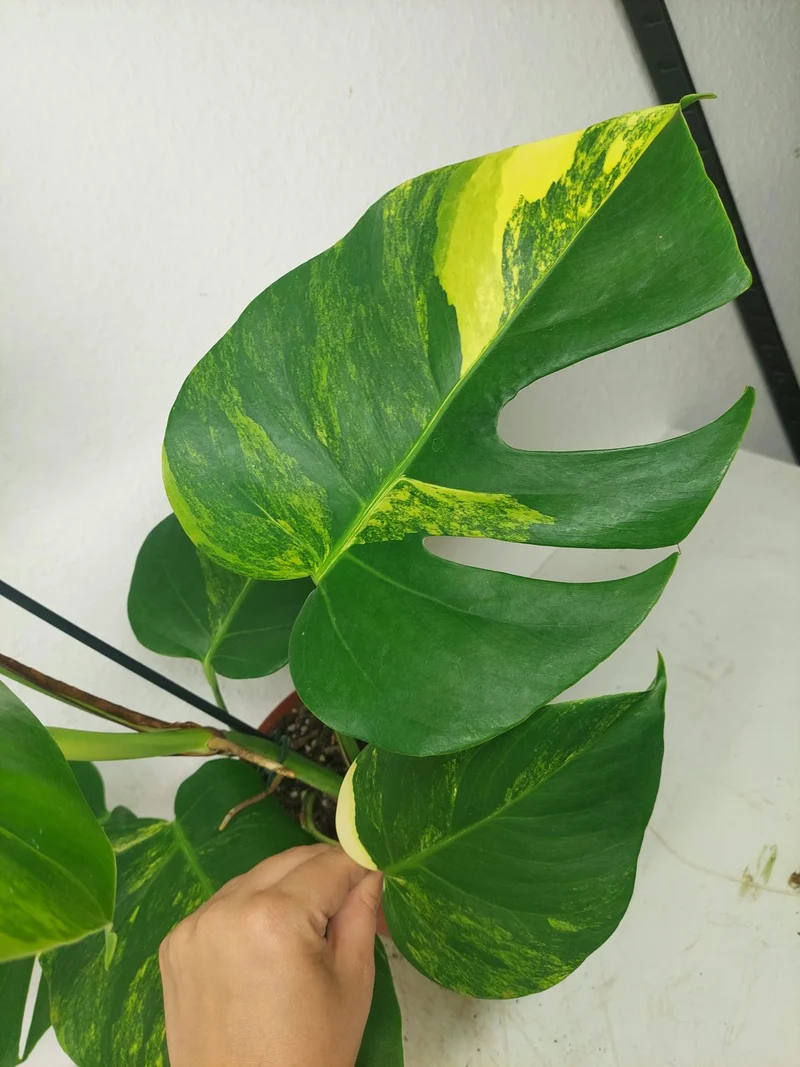 Monstera Aurea
