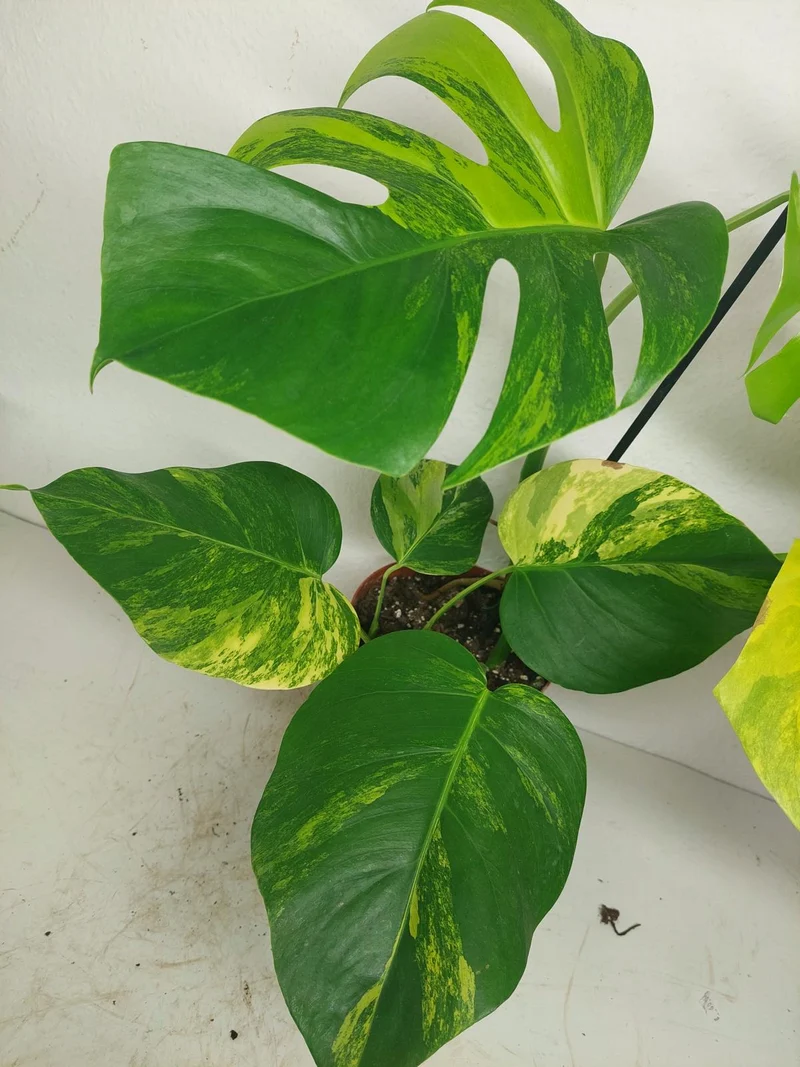 Monstera Aurea
