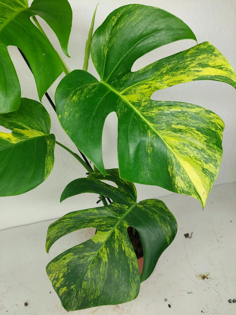 Monstera Aurea