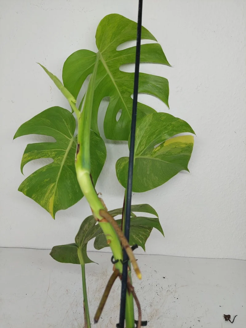 Monstera Aurea