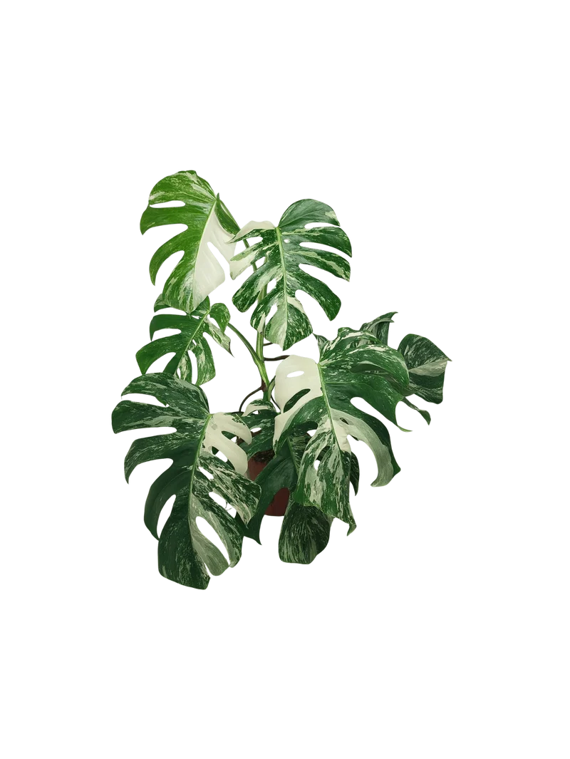 Monstera Variegata (zum aussuchen)
