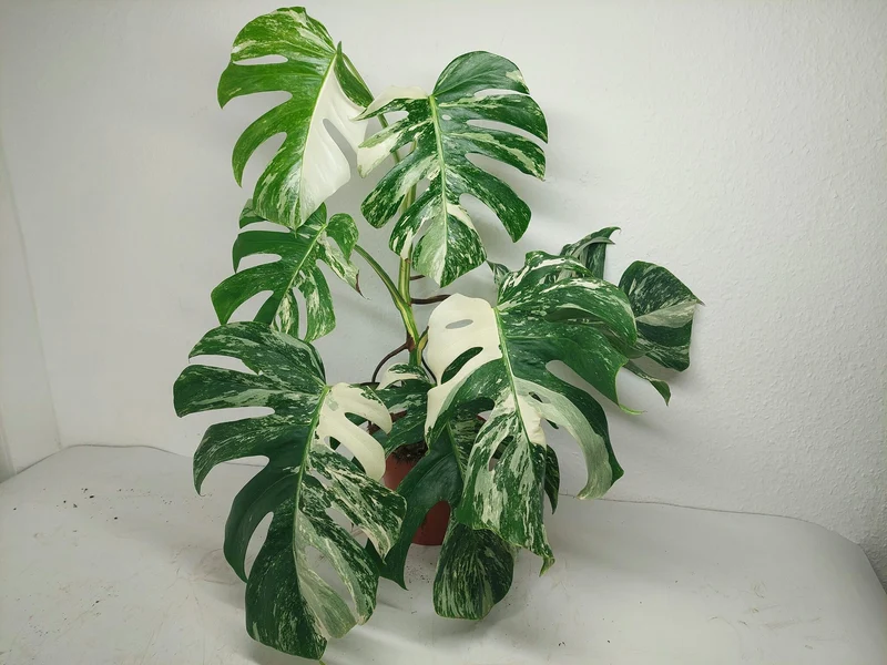 Monstera Variegata (zum aussuchen)