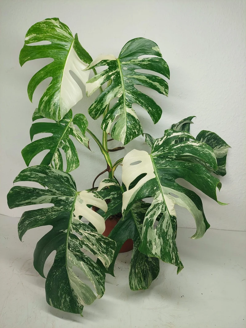 Monstera Variegata (zum aussuchen)