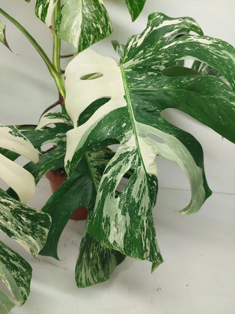 Monstera Variegata (zum aussuchen)