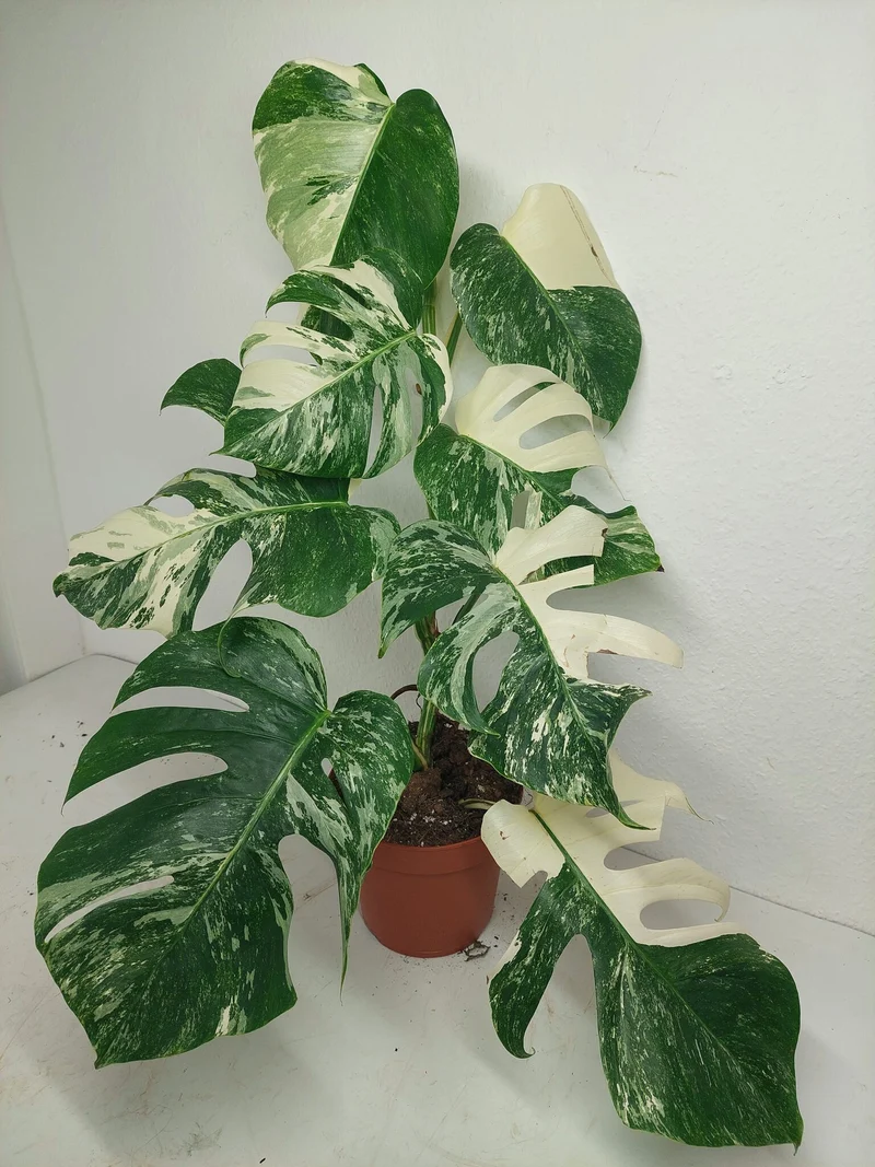 Monstera Variegata (zum aussuchen)