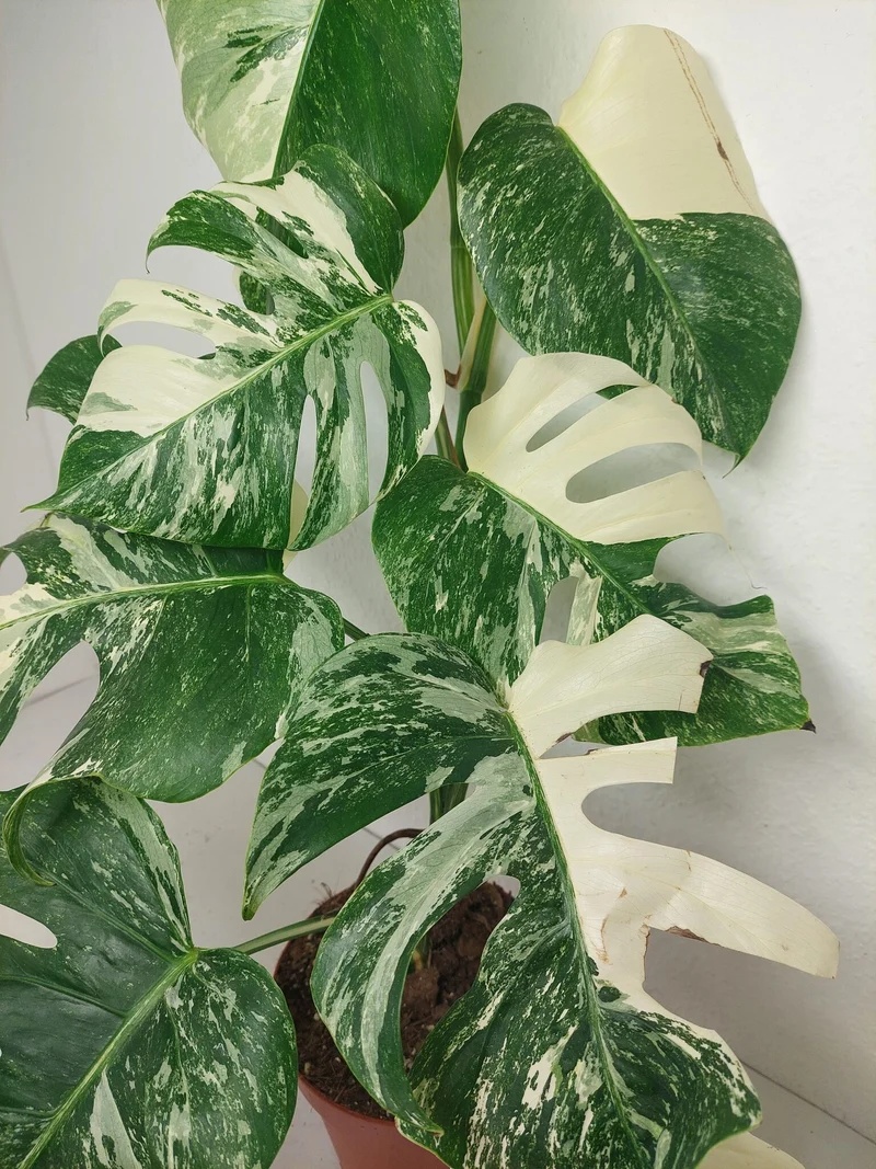 Monstera Variegata (zum aussuchen)