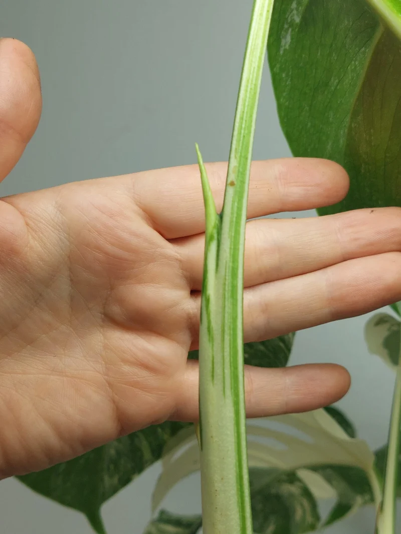 Monstera Variegata (zum aussuchen)