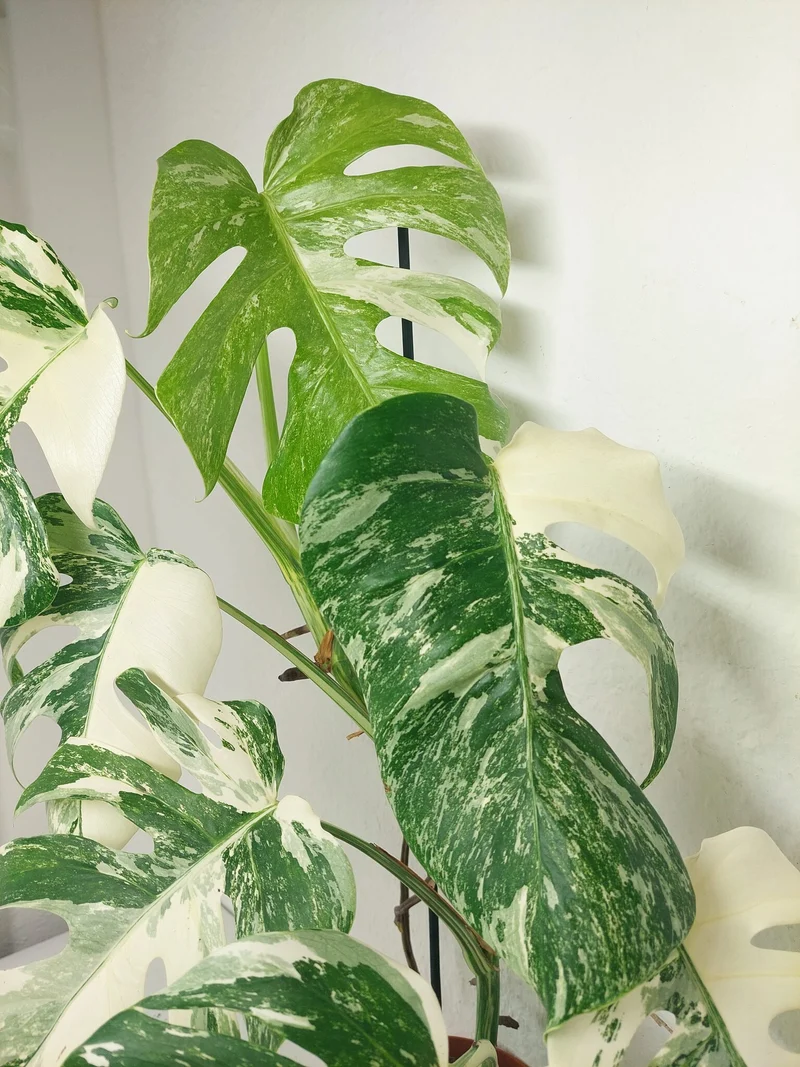 Monstera Variegata (zum aussuchen)