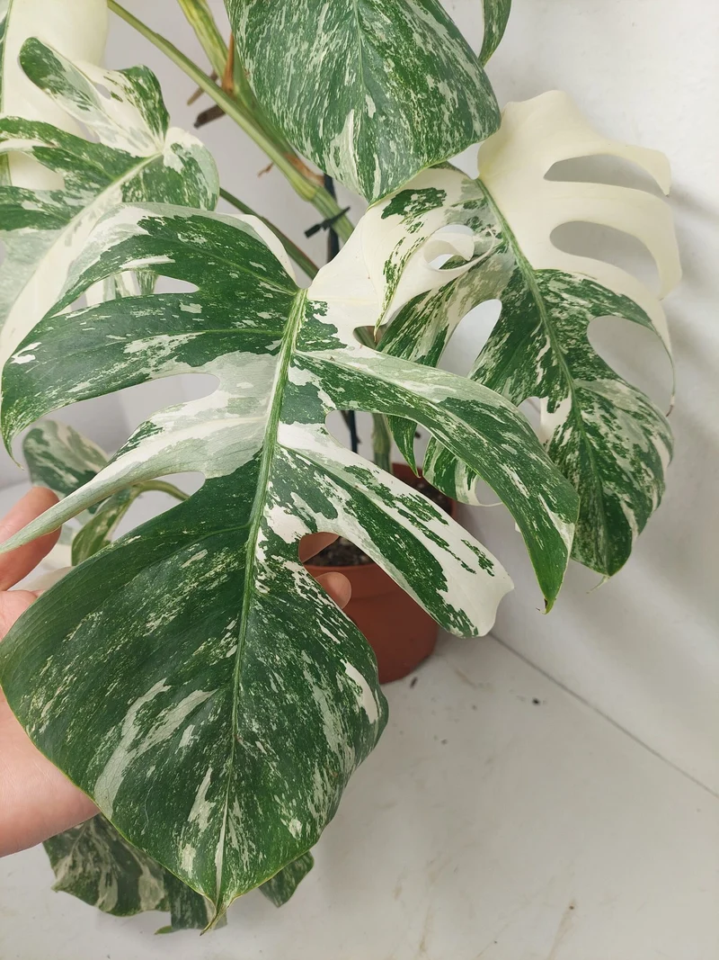 Monstera Variegata (zum aussuchen)