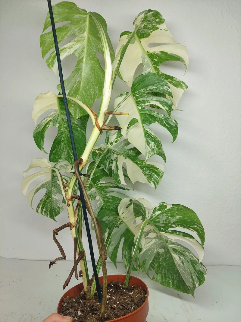 Monstera Variegata (zum aussuchen)