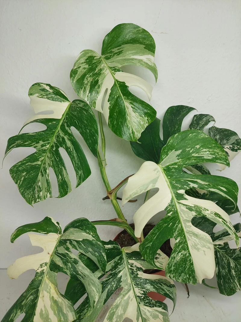 Monstera Variegata (zum aussuchen)