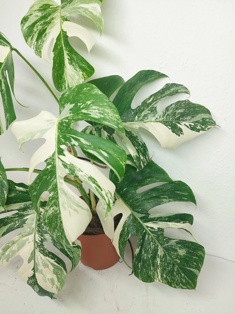 Monstera Variegata (zum aussuchen)