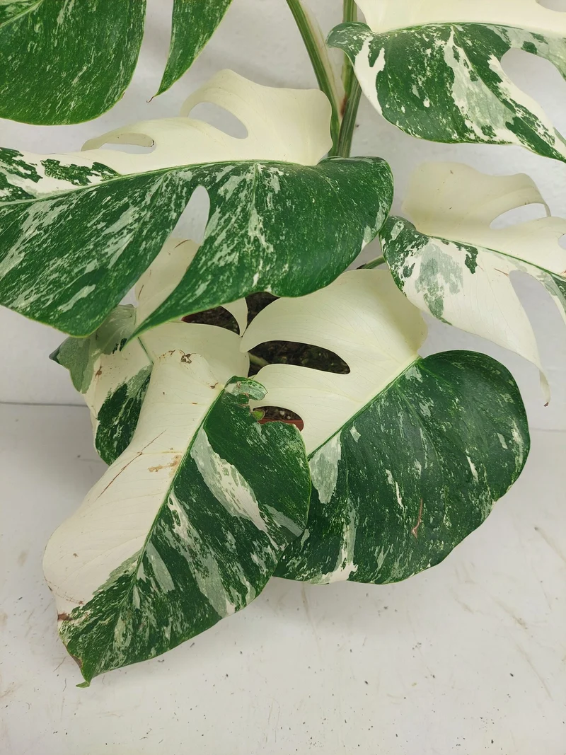 Monstera Variegata (zum aussuchen)