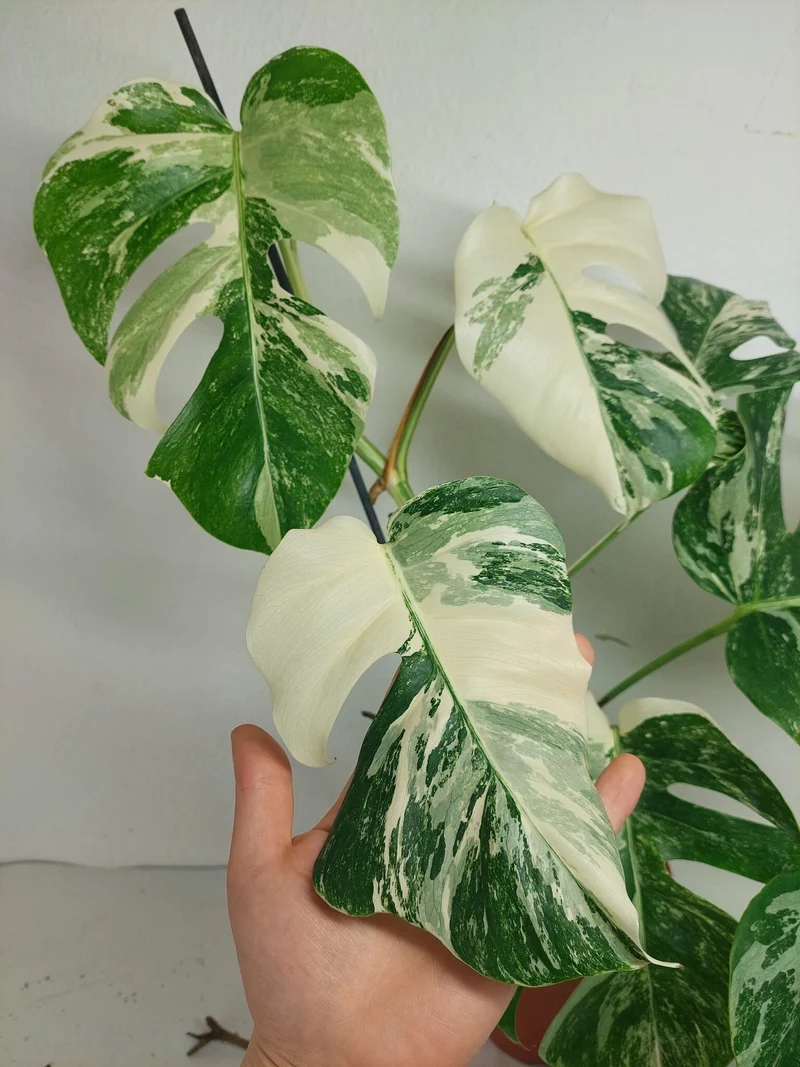 Monstera Variegata (zum aussuchen)