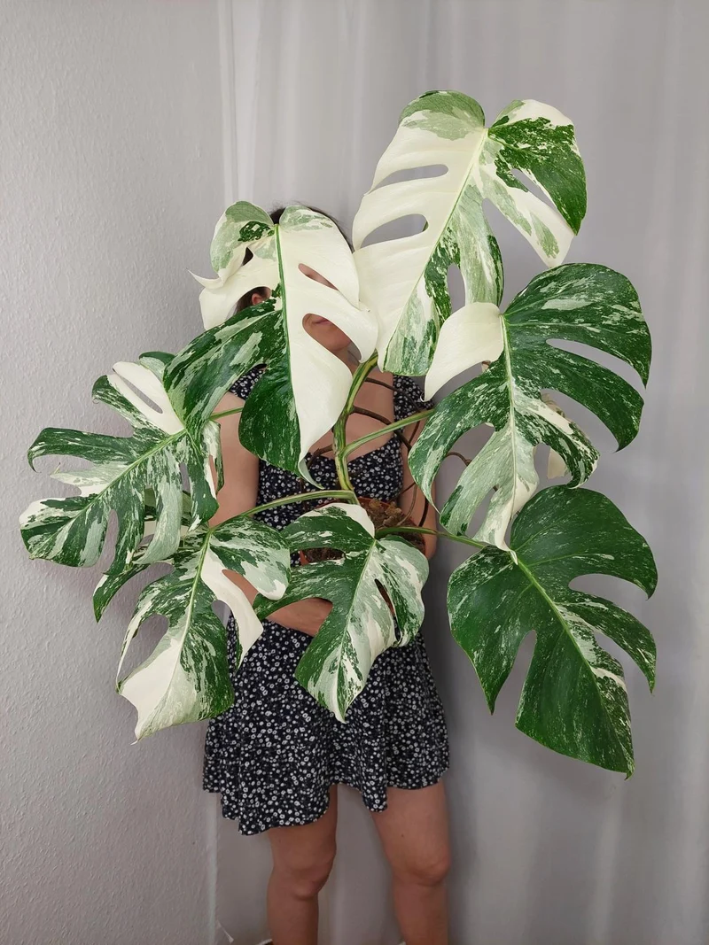 Monstera Variegata (zum aussuchen)