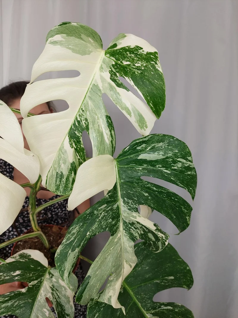 Monstera Variegata (zum aussuchen)