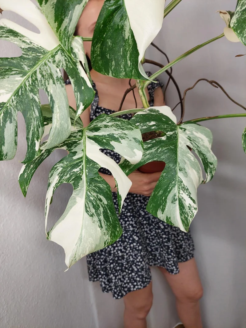 Monstera Variegata (zum aussuchen)