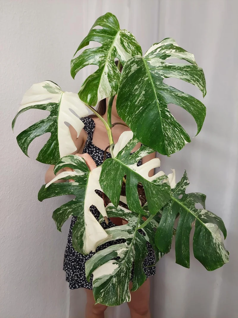 Monstera Variegata (zum aussuchen)