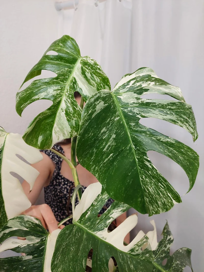 Monstera Variegata (zum aussuchen)