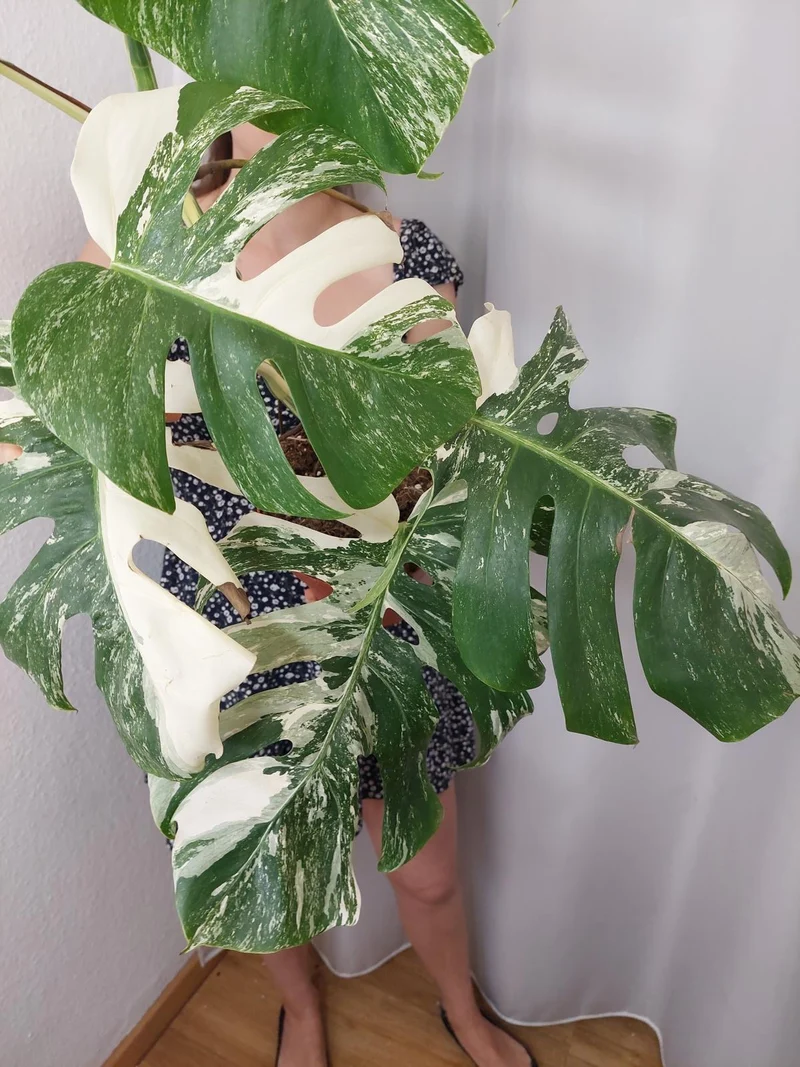 Monstera Variegata (zum aussuchen)