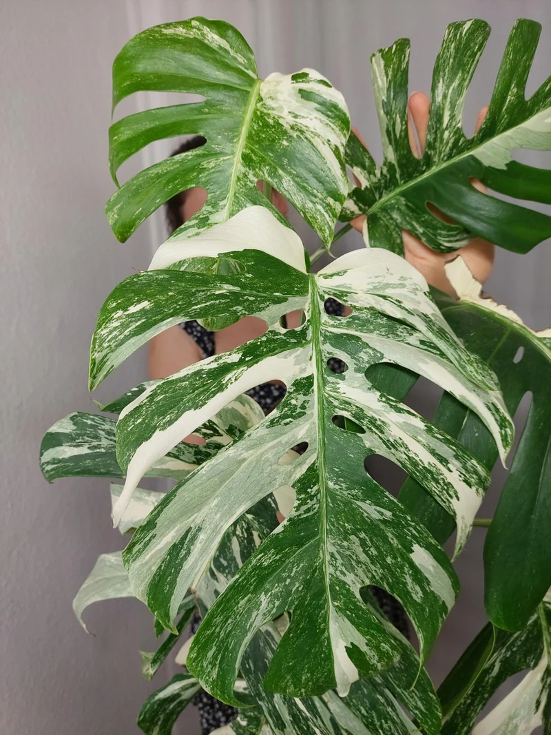 Monstera Variegata (zum aussuchen)