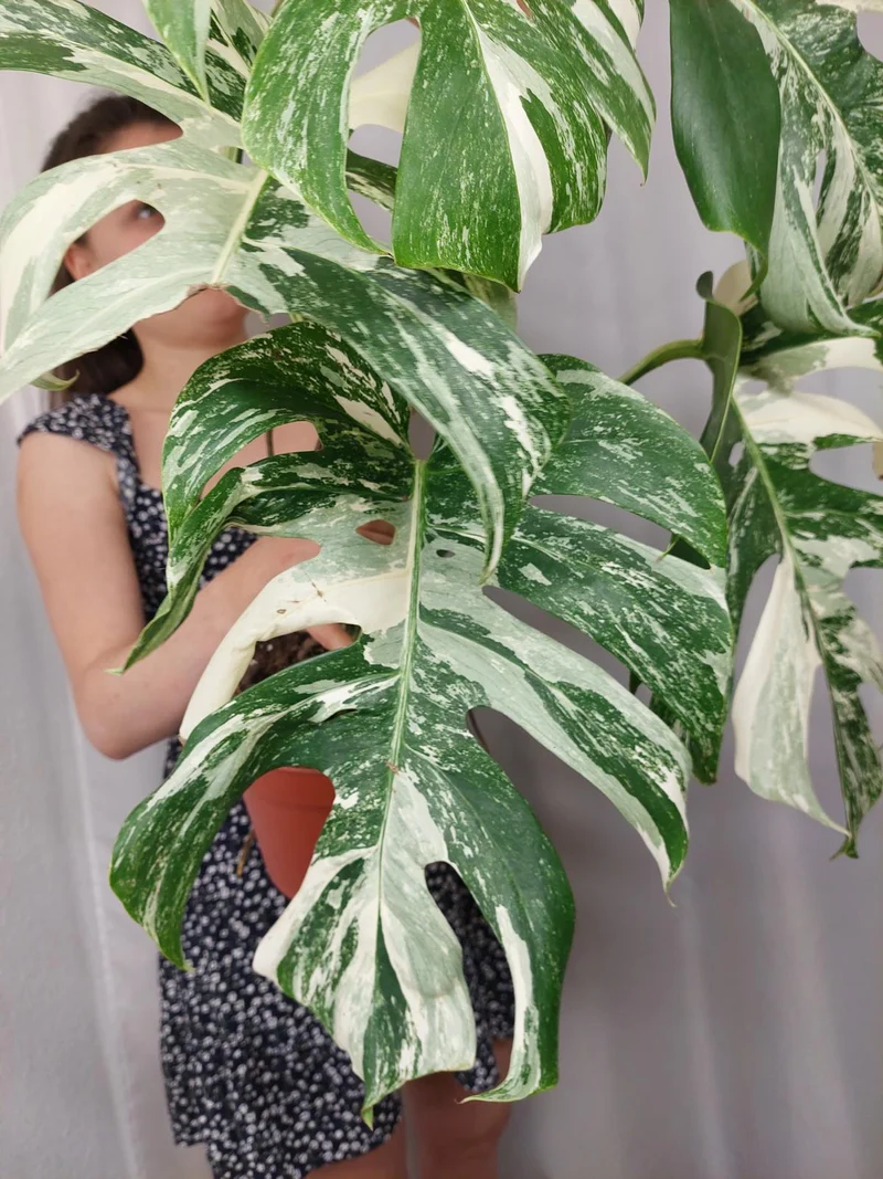 Monstera Variegata (zum aussuchen)