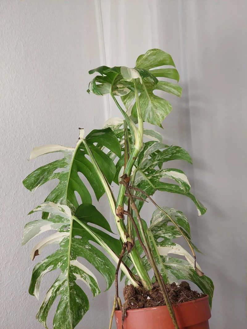 Monstera Variegata (zum aussuchen)