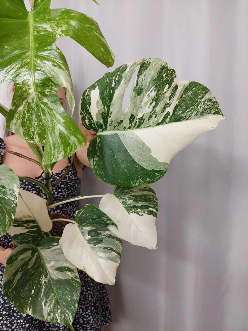 Monstera Variegata (zum aussuchen)