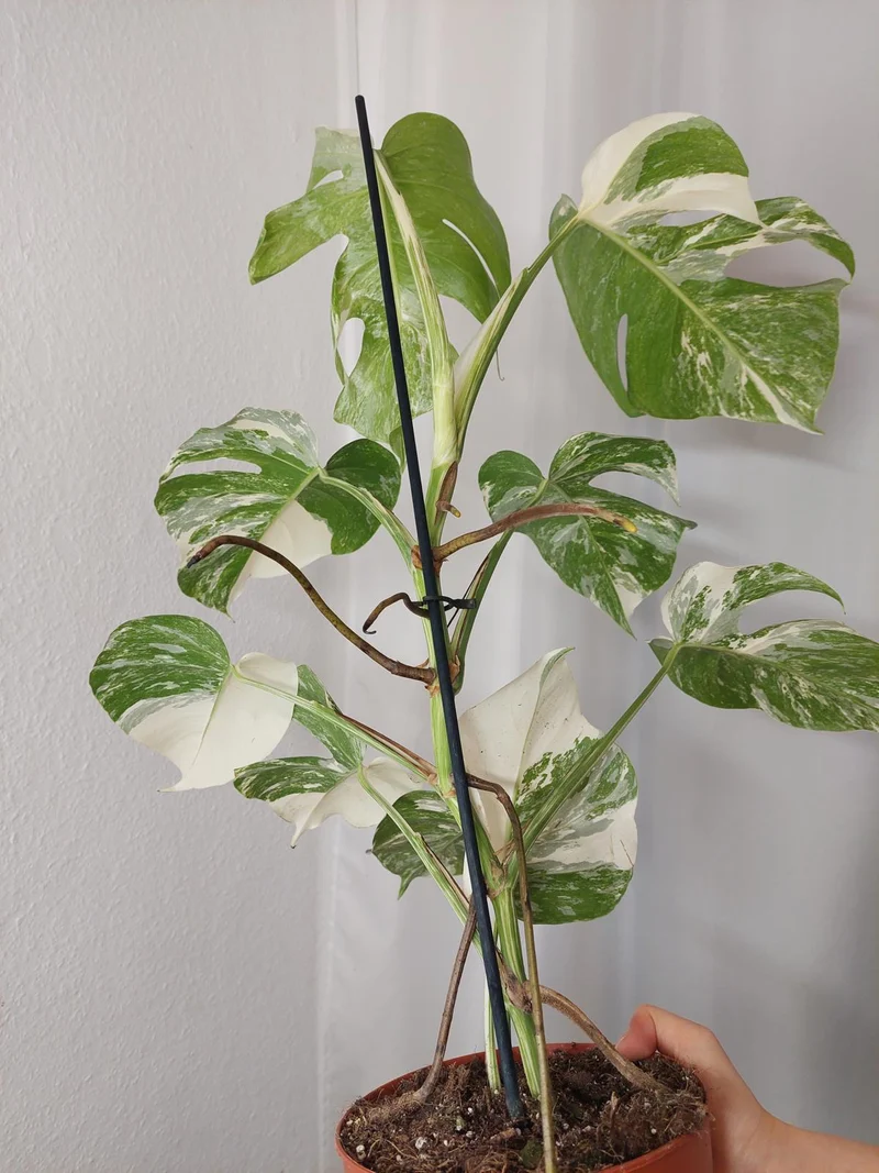 Monstera Variegata (zum aussuchen)