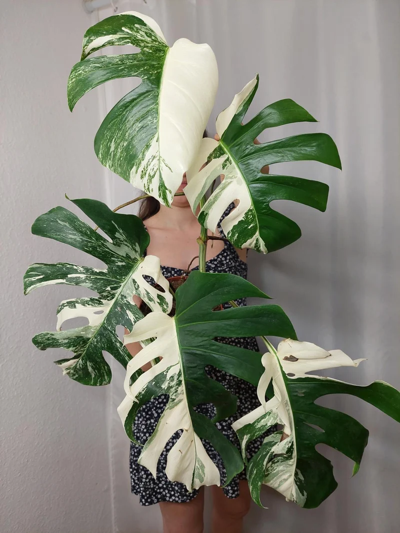 Monstera Variegata (zum aussuchen)
