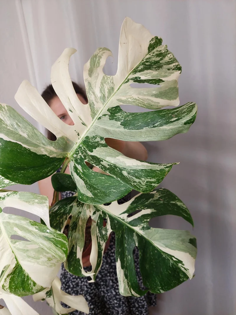 Monstera Variegata (zum aussuchen)