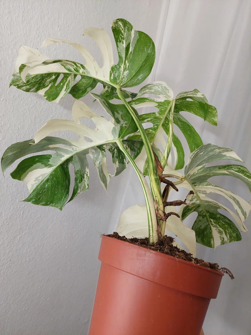 Monstera Variegata (zum aussuchen)