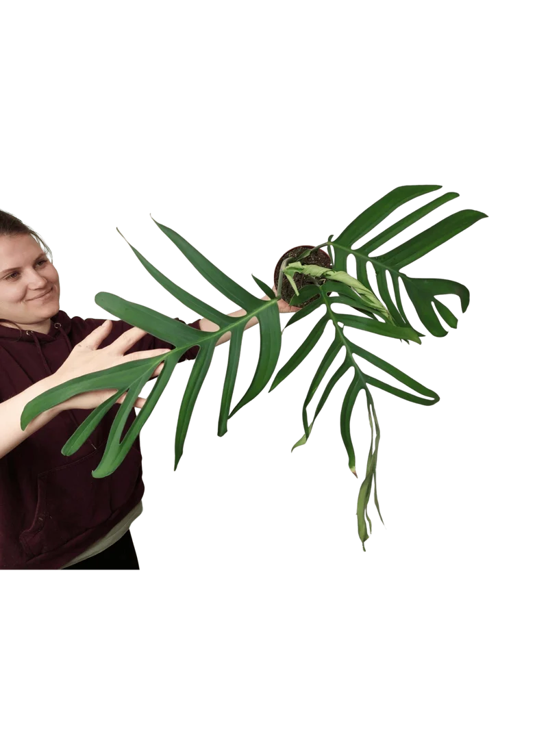 Monstera Croatii