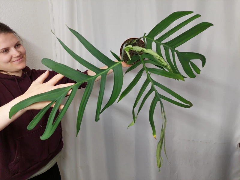 Monstera Croatii