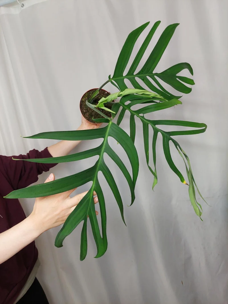 Monstera Croatii