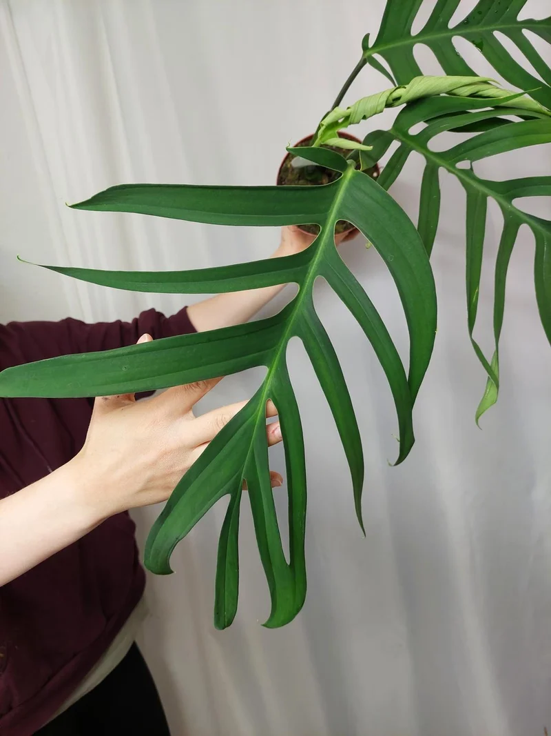 Monstera Croatii