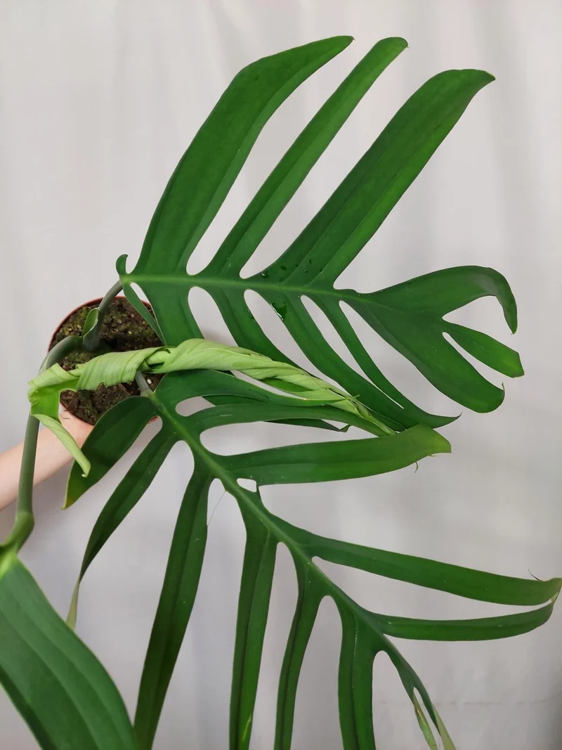 Monstera Croatii