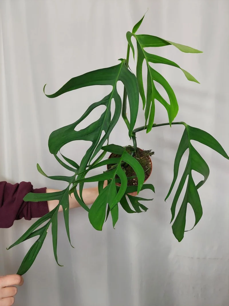 Monstera Croatii