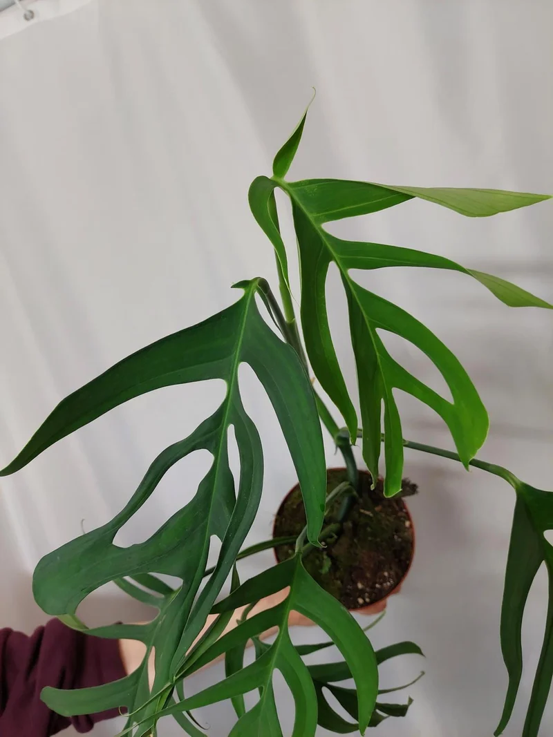 Monstera Croatii
