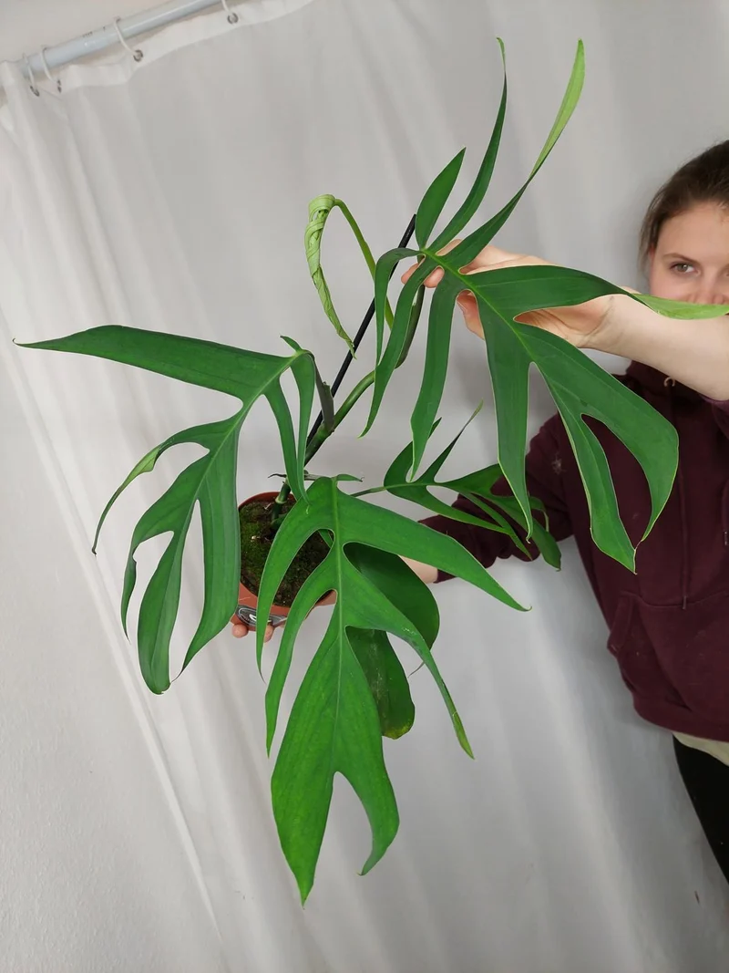 Monstera Croatii