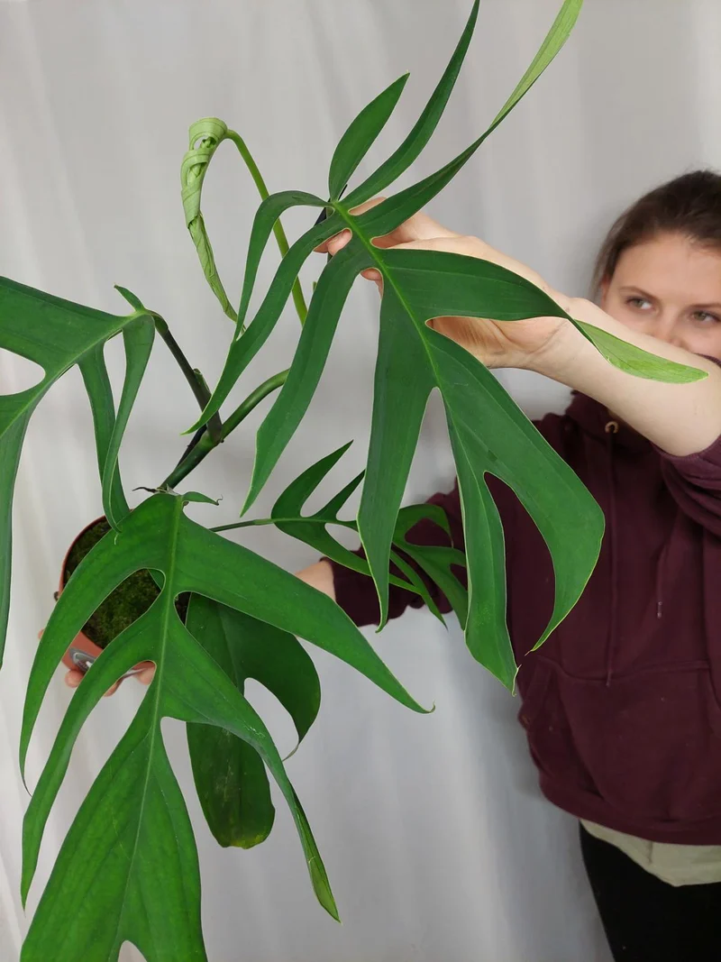Monstera Croatii