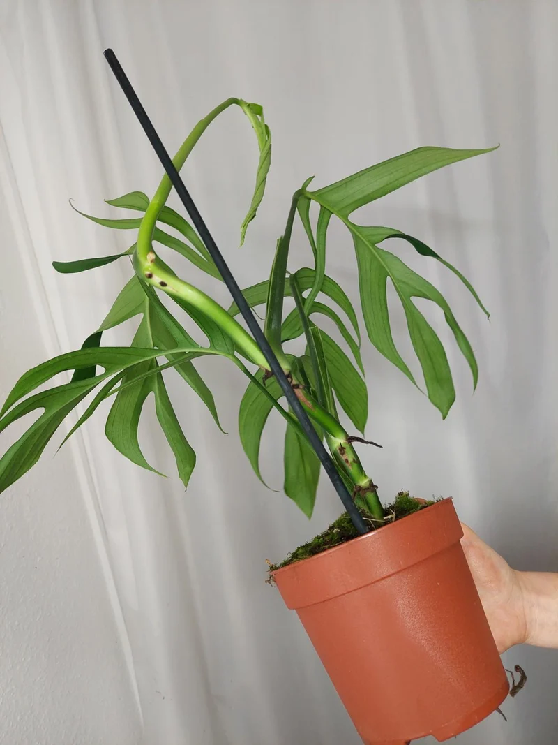 Monstera Croatii