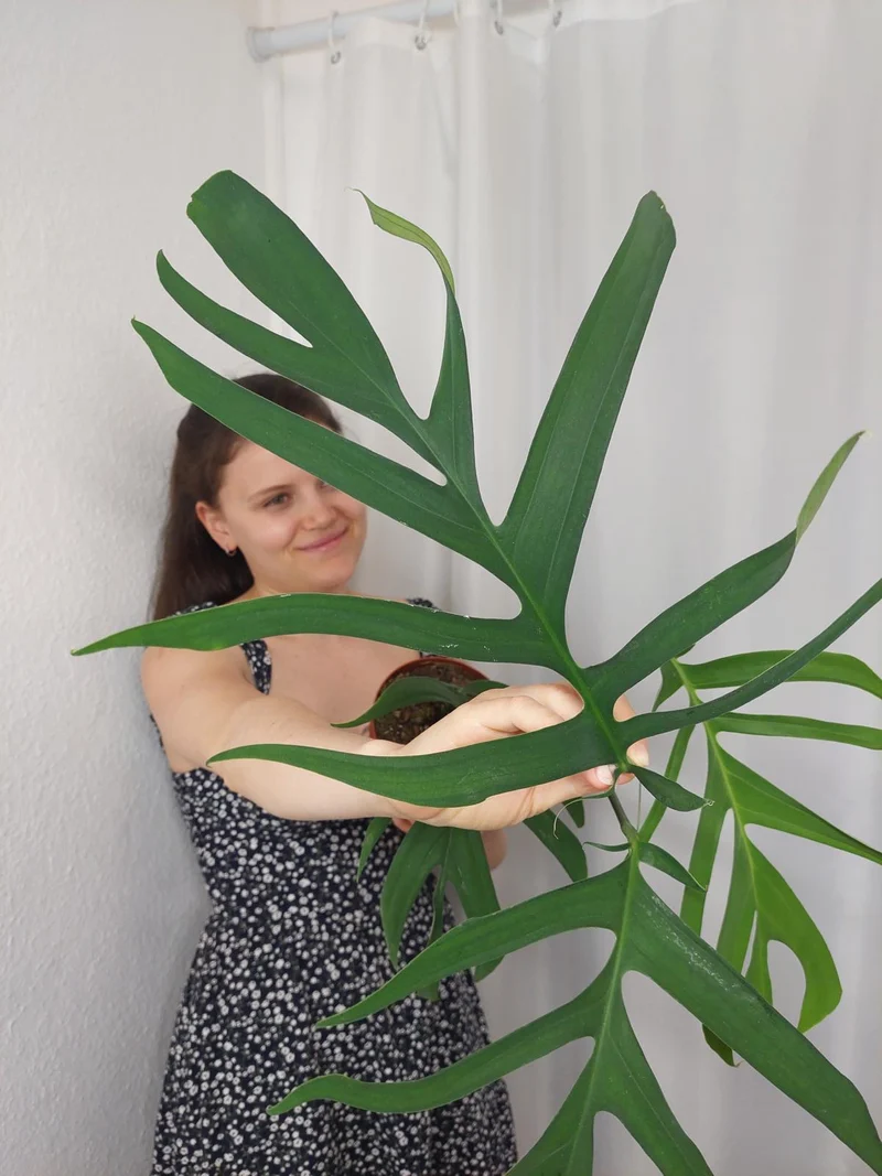 Monstera Croatii