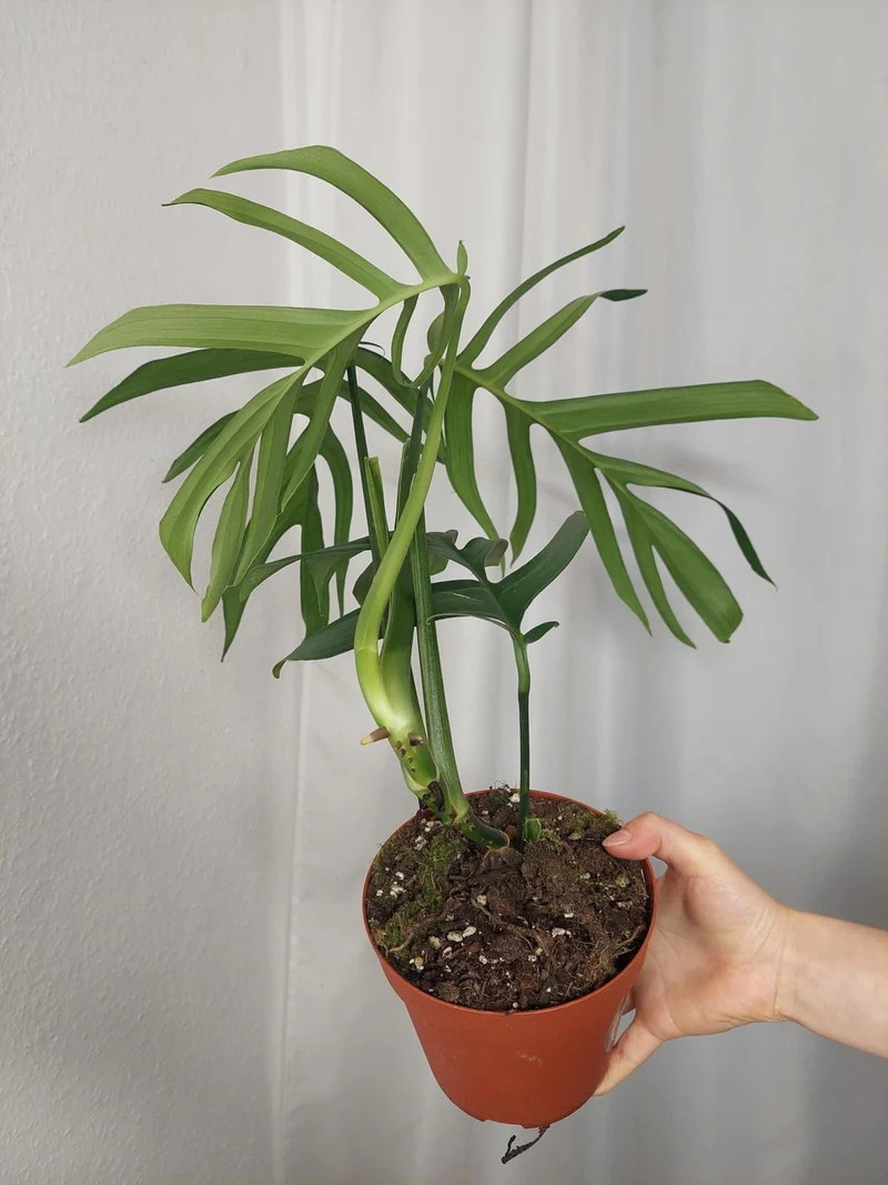 Monstera Croatii