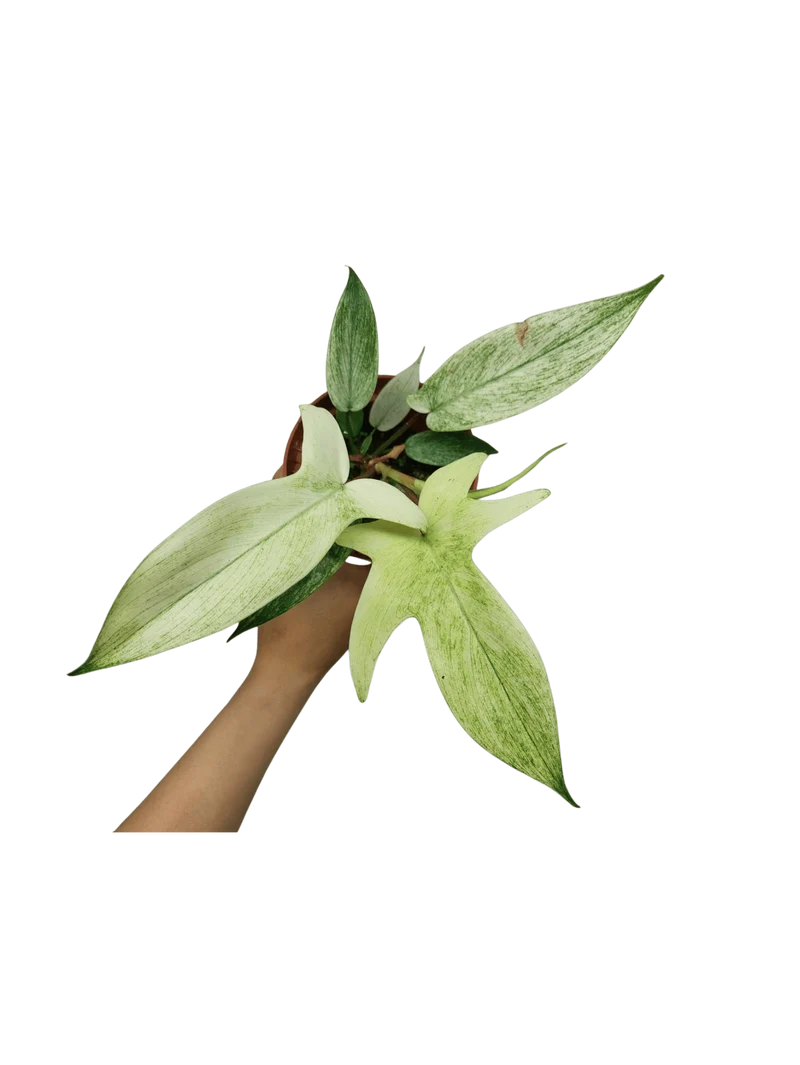 Philodendron Florida Ghost